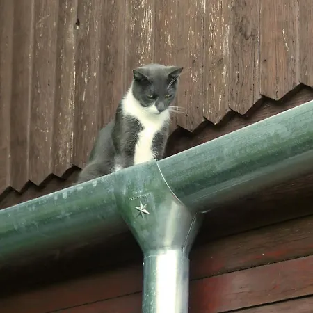 Mad Squirrel - Kerge Mokus Prázdninový dům