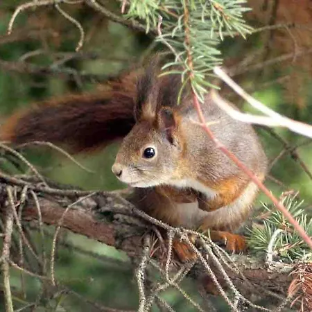 Mad Squirrel - Kerge Mokus *