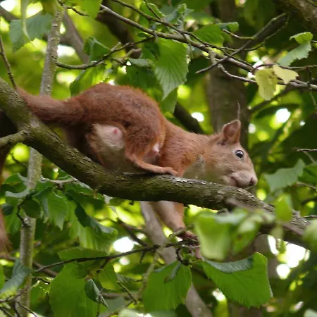 Mad Squirrel - Kerge Mokus Prázdninový dům