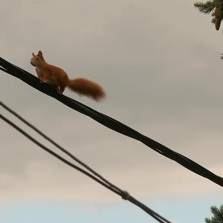Mad Squirrel - Kerge Mokus * Nagymaros